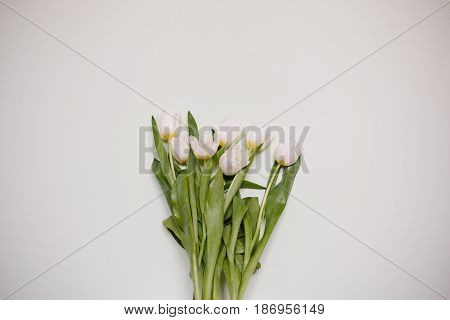 Tulips on white minimalistic background. with Copyspace