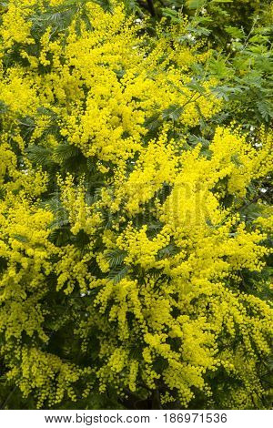 Yellow flowers of acacia dealbata silver blue wattle mimosa tree in full bloom.