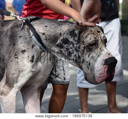 Some children playing with a Great Dane