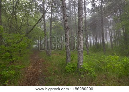 Forest Trees with Fog and Pathway Walkway Road