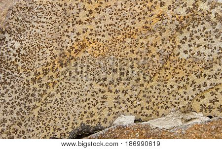 Fragment of a stone with an unusual natural pattern. close-up.
