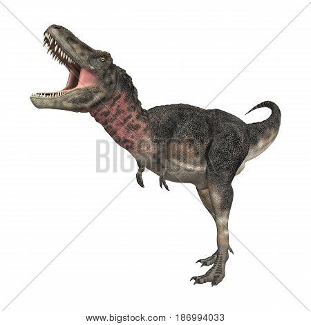 3D Rendering Dinosaur Tarbosaurus On White
