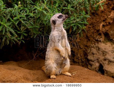 슬림 꼬리 meerkat