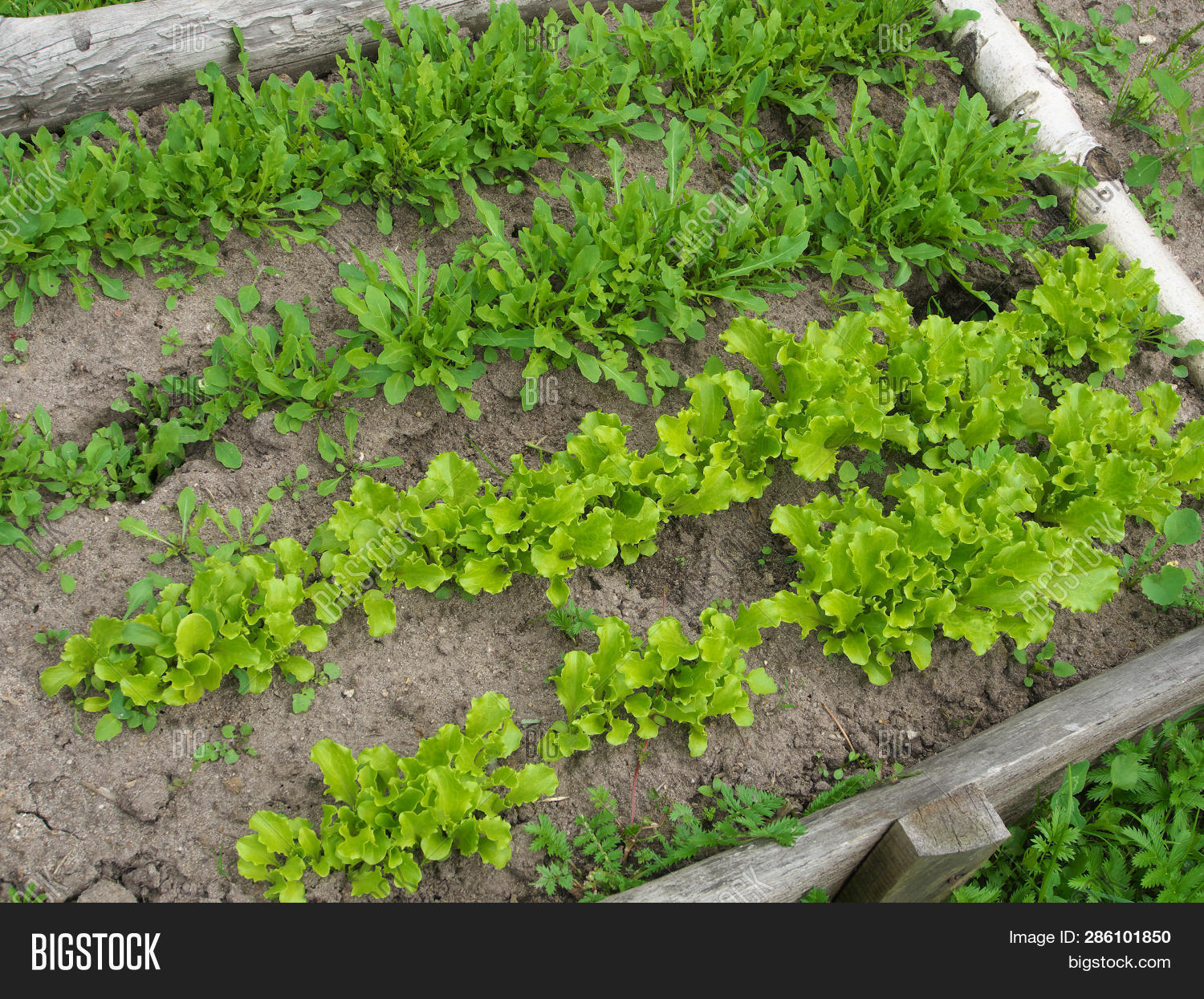 Lettuce Grows Open Image & Photo (Free Trial) Bigstock