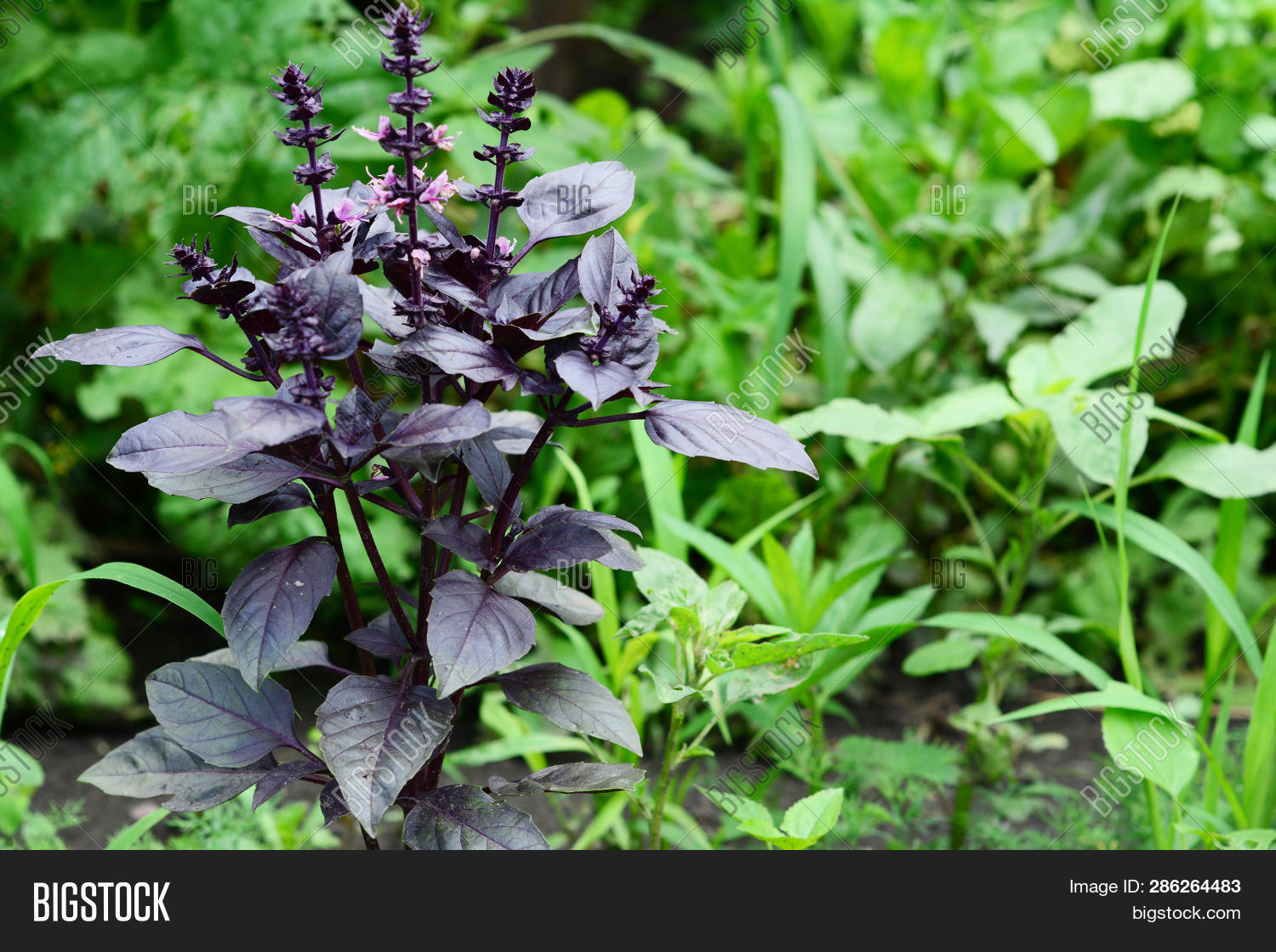 Basil Planting, Image & Photo (Free Trial) Bigstock