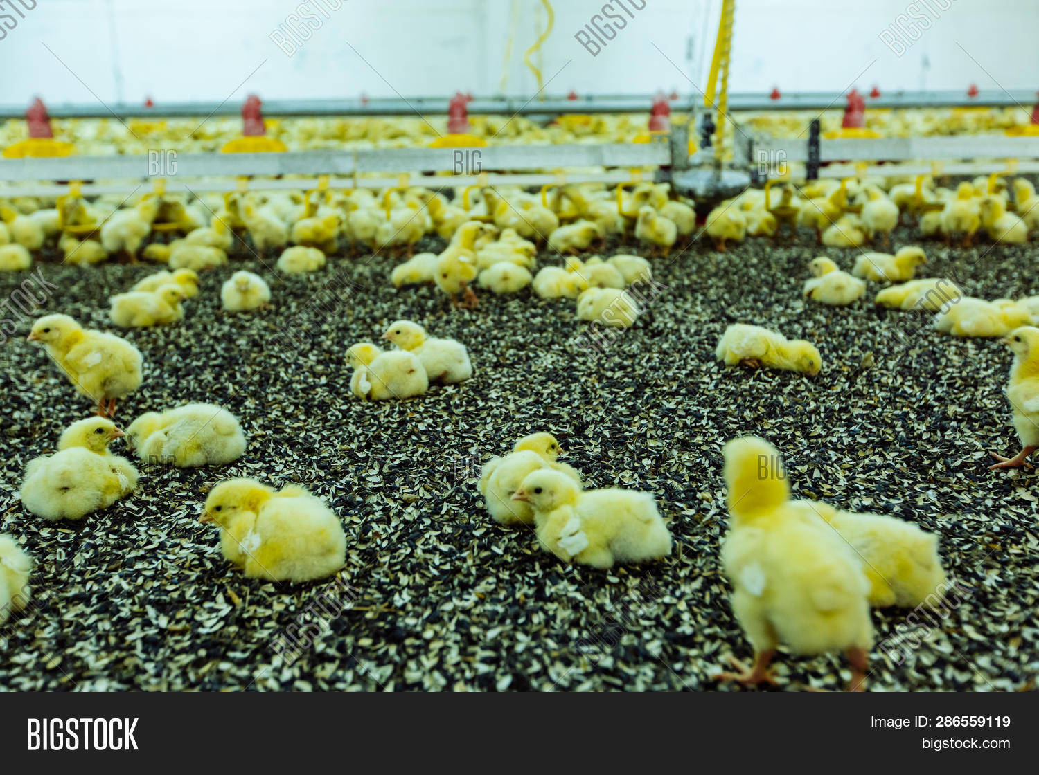 Chicken Farm. Big Image & Photo (Free Trial) Bigstock