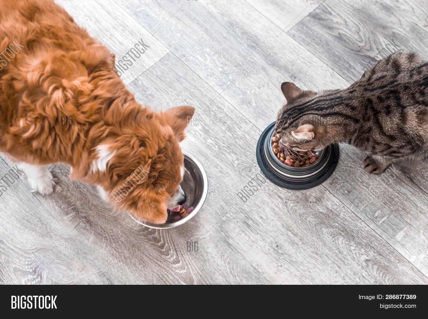 Dog Cat Eating Image & Photo (Free Trial) Bigstock