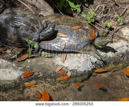 Spiny Soft-shell Turtle And Painted Turtle On A Shore