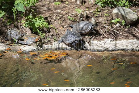 Spiny Soft-shell Turtle And Painted Turtle On A Shore