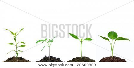  green plant on white background