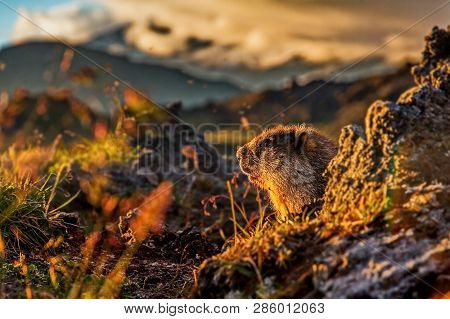 The Marmot  (lat. Marmota Camtschatica) Looked Out Of The Nora To Look Around. Closeup. Wild Nature.