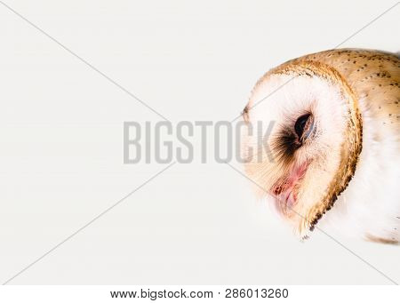 Owl Face In High Resolution On White Background