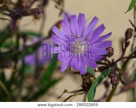 Siberian Lettuce Or Lactuca Sibirica Flower Macro, Selective Focus, Shallow Dof