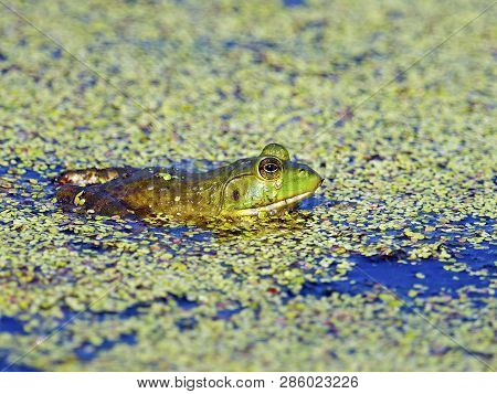 An American Bullfrog Sitting In The Water