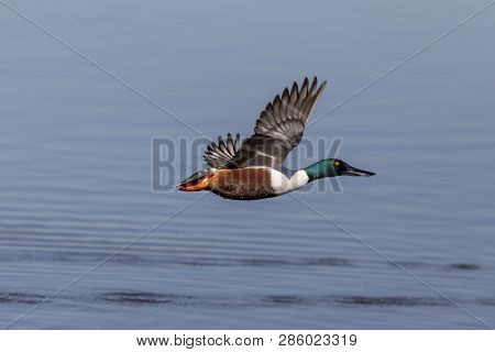 Northern Shoveler Anas Flying In Llobregat Delta, Catalonia, Spain