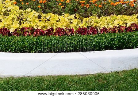 Coleus Flowerpot. Beautiful Perspective Of Natural Coleus Plant Leaves
