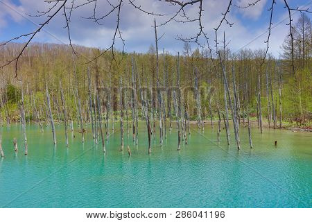 The Blue Pond Aoiike In Biei, Hokkaido