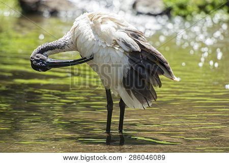 Australian White Ibis