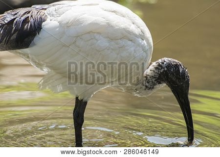 Australian White Ibis