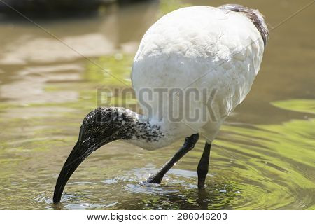 Australian White Ibis