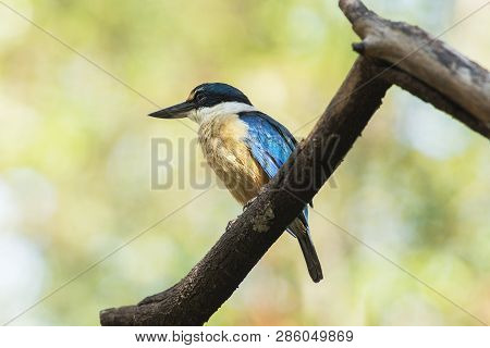 Sacred Kingfisher