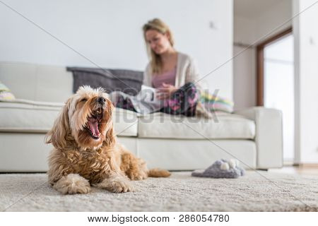 Dog in a modern , bright living room on carpet, a ted bored while his owner is busy working from home