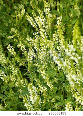Melilotus Albus Flowers On Meadow. Medicinal Plant: White Sweet Clover