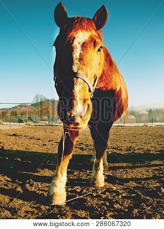 Clam Curious Horse. Winter Sunny Day With Mist In Valley. Nice Rown Horse In Front Of Camera..