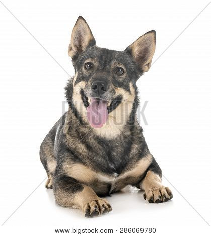 Swedish Vallhund In Front Of White Background