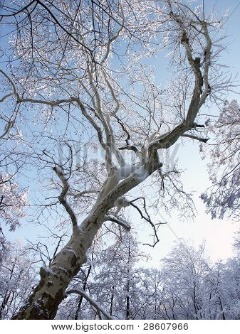 Zimą drzewa