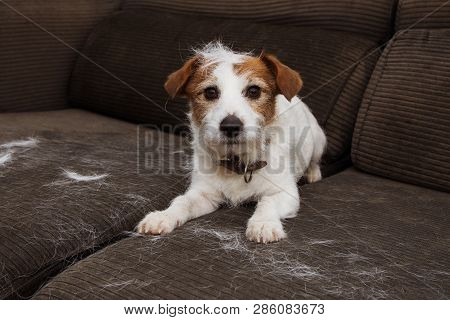 Furry Jack Russell Dog, Shedding Hair During Molt Season Playing On Sofa.