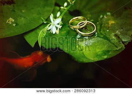 A Goldfish Swims Around A Leaf Of A Water Lily With Wedding Rings Lying On It. Close-up