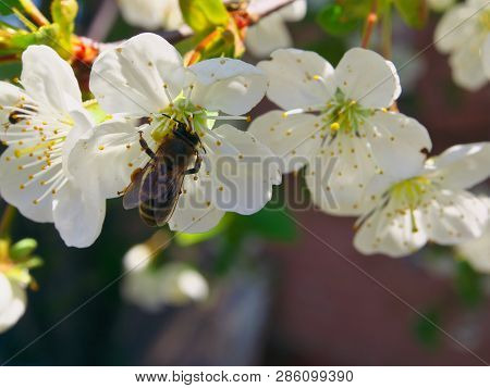 Honey Bee Harvesting Pollen From Cherry Blossom,bee Collecting Nectar From White Cherry Flower.