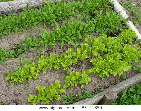 Lettuce Grows In The Open Ground In The Garden. Green Lettuce Leaves On Garden Beds In The Vegetable