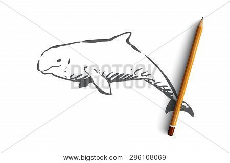 Beluga, Sea, Water, Wildlife, Hausen Concept. Hand Drawn Beluga Swimming In The Ocean Concept Sketch