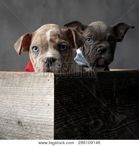 two adorable american bully puppies wearing bowties in a wooden box on grey background