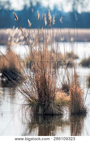 Reed Island With Dry Grass And Reflections In The Water