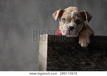 cute american bully puppy dog with a paw hanging is sitting in a wooden box on grey background