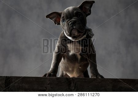 adorable little american bully puppy dog standing on top a wooden box with front legs while wearing bowtie on grey background