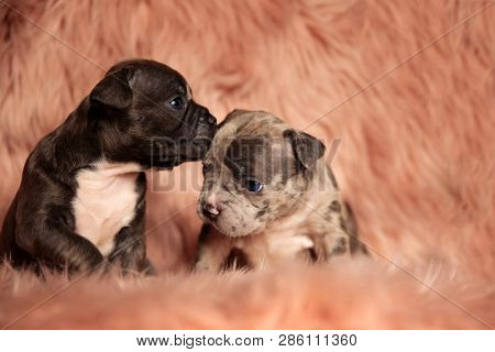 cute American bully puppy kissing other puppy on forehead on pink furry background