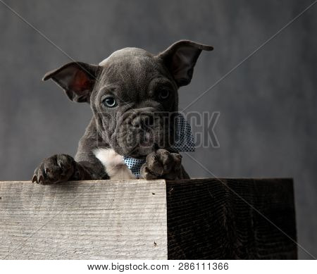 adorable american bully puppy sitting in a wooden box and wearing bowtie on grey background