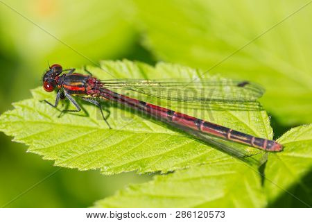 Portrait Natural Large Red Damselfly (pyrrhosoma Nymphula) On Green Leaf