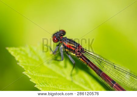 Macro Natural Large Red Damselfly (pyrrhosoma Nymphula) On Green Leaf