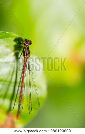 Natural Large Red Damselfly (pyrrhosoma Nymphula) Dragonfly On Green Leaf