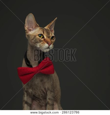 Upper-body portrait of a cute little peterbald cat wearing an oversized bow-tie