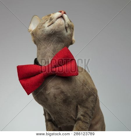 Upper-body portrait of a cute little peterbald cat wearing an oversized bow-tie