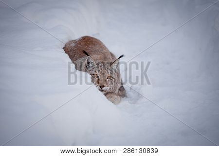 Abordable Eurasian Lynx, Portrait In Winter Field