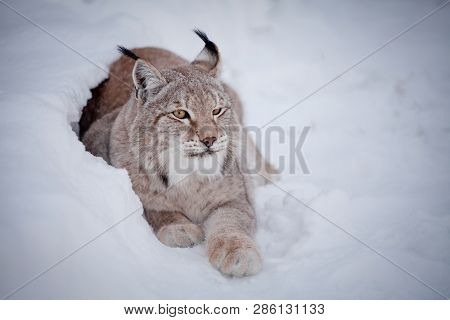 Abordable Eurasian Lynx, Portrait In Winter Field