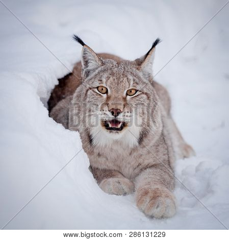 Abordable Eurasian Lynx, Portrait In Winter Field
