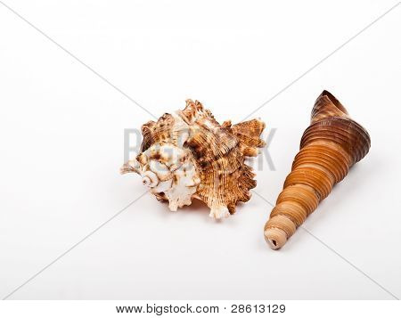 Twee Shells